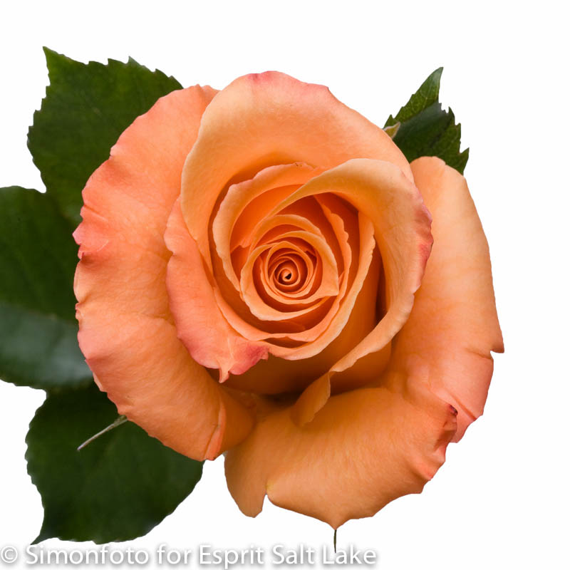 orange roses Choosing best flowers for your love partner
