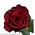 rose dark red