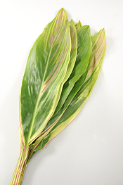 Rainbow Ti Leaves