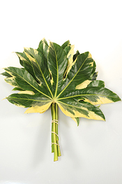 Variegated Fatsia