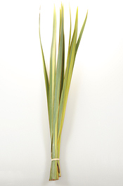 Variegated Flax