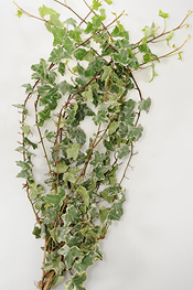 Variegated Ivy