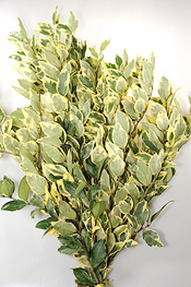 Variegated Ligustrum
