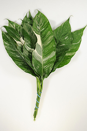 Variegated Spathiphylury