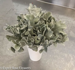Dusty Miller Petite