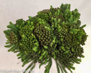 Berzilia bright green