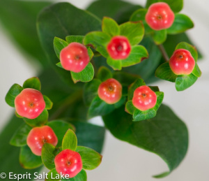 Hypericum coral