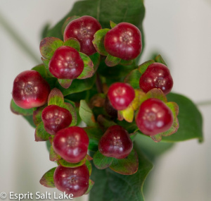 Hypericum dark red