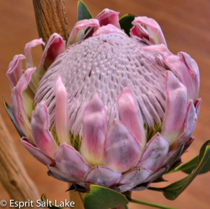 King Protea - tropicals