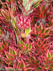 Mini Pineapple - tropicals