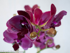 Phalo Purple - tropicals