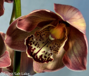 Cymbidium brown - tropicals