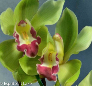 Cymbidium green - tropicals