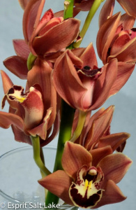 Mini Cym brown - tropicals