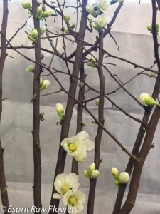 Quince white - woods-branches