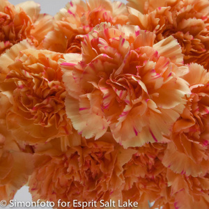Santa Fe - carnations