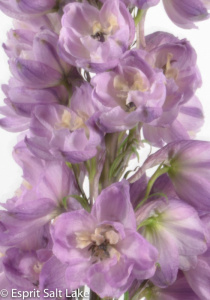 Delphinium Hybrid purple