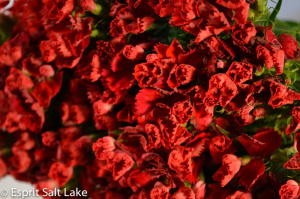 Breanthus red - flowers