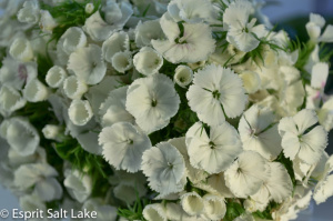 Breanthus white - flowers