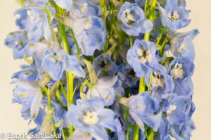 Delphinium light blue