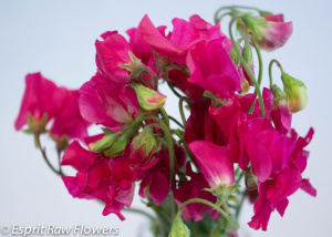 Sweet Pea hot pink