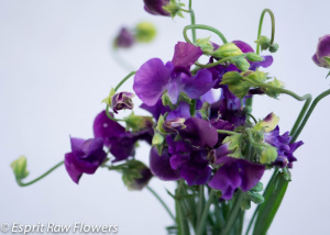Sweet Pea purple