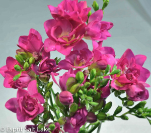 Freesia hot pink - flowers