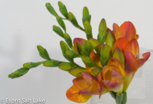 Freesia orange