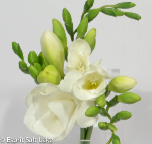 Freesia white