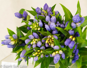 Gentiana