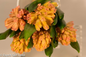 Hyacinth peach - flowers