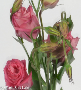 Lisianthus mauve