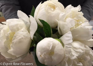 Peonies white - flowers