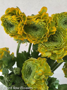 Ranuncula lemon lime