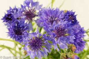 Scabiosa blue