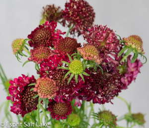 Scabiosa red