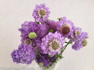 Scabiosa lavender