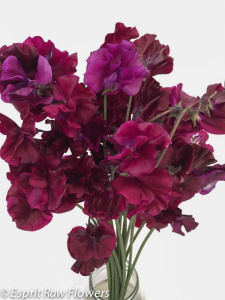 Japanese Sweet Pea brandywine